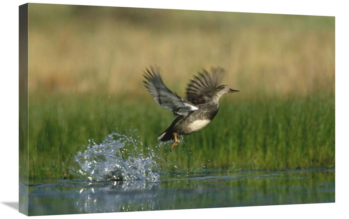Gadwall duck taking flight from water, New Mexico-Canvas Art-30x20