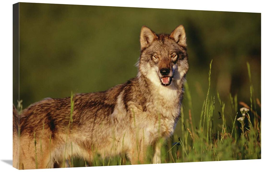 Timber Wolf portrait, North America-Canvas Art-36x24