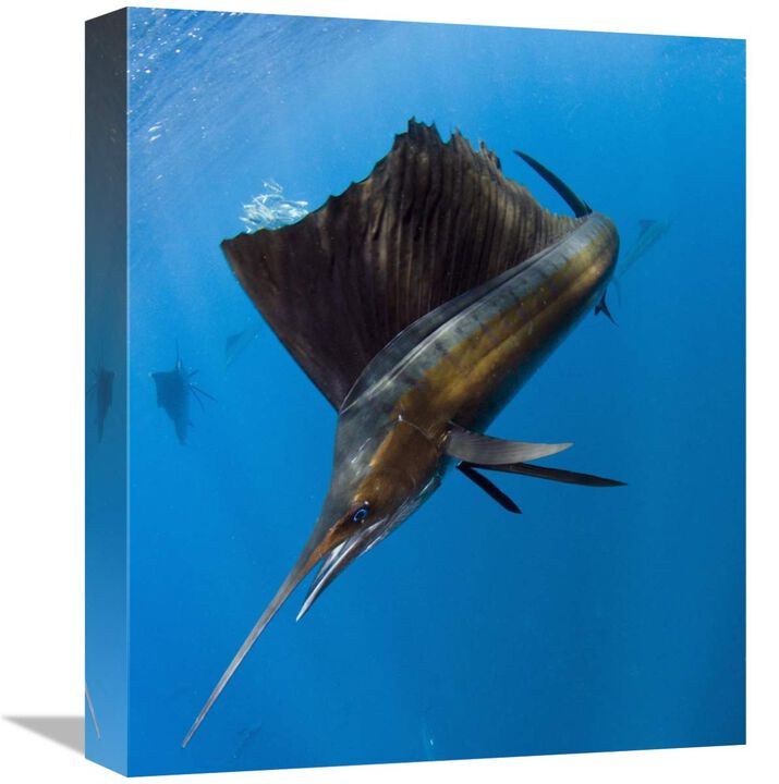 Atlantic Sailfish hunting Round Sardinella, Isla Mujeres, Mexico-Canvas Art-13.6x16