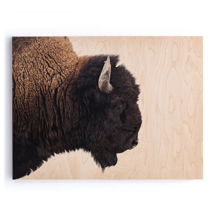 American Bison by Getty Images