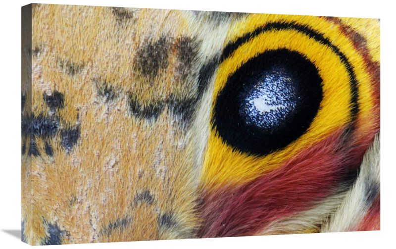 Io Moth Wing with Eye-spot, Texas-Canvas Art-30x20
