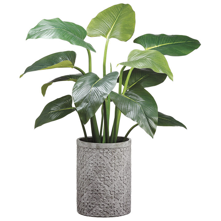 48" Eva Curcuma Plant