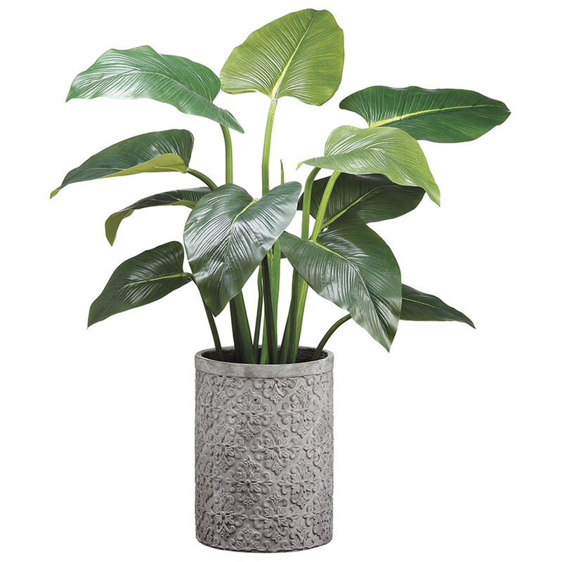 48" Eva Curcuma Plant