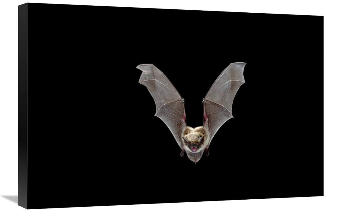 Yuma Myotis bat, female flying, Drake Creek, Lake County, Oregon-Canvas Art-30x20