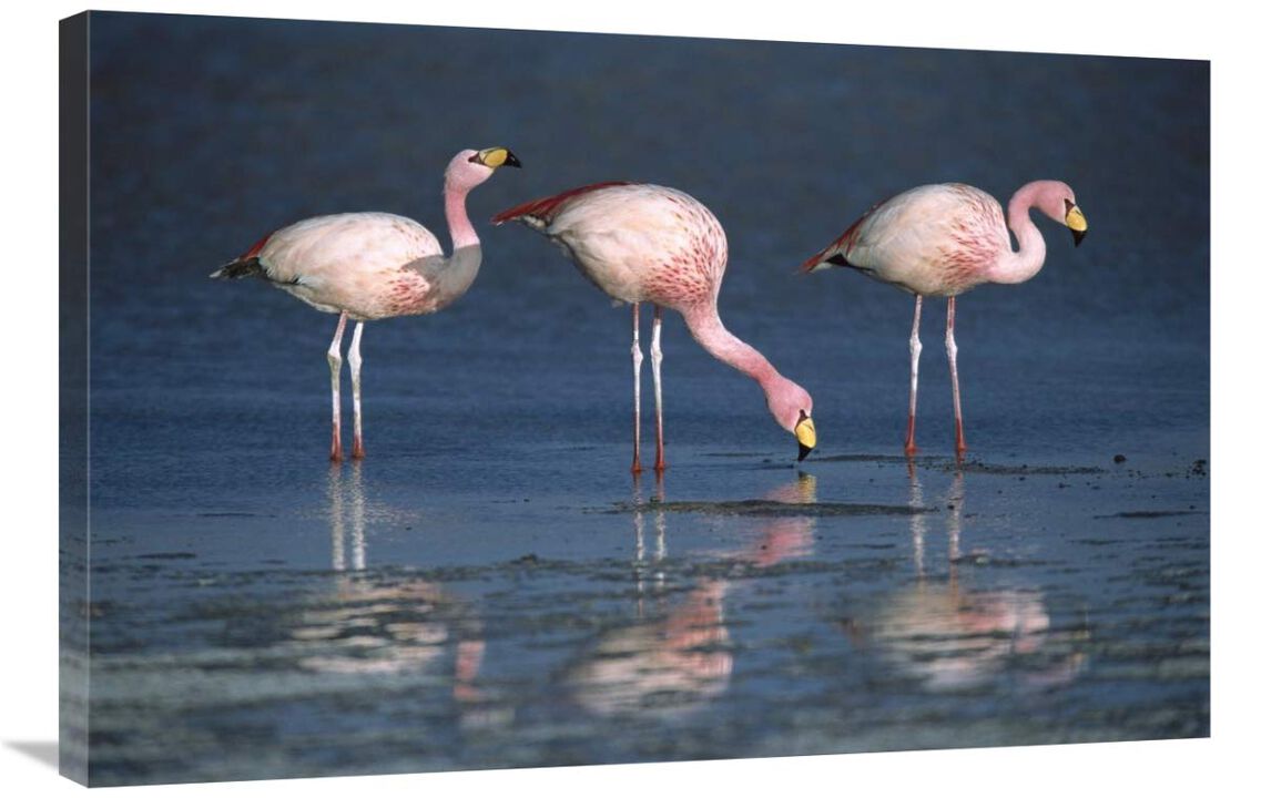 Puna Flamingos drinking from freshwater springs, Laguna Colorada, Bolivia-Canvas Art-36x24