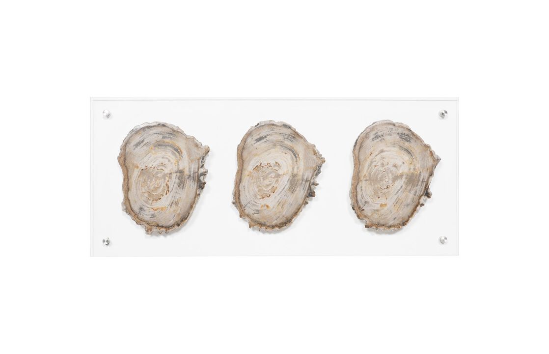 Floating Petrified Wall Art