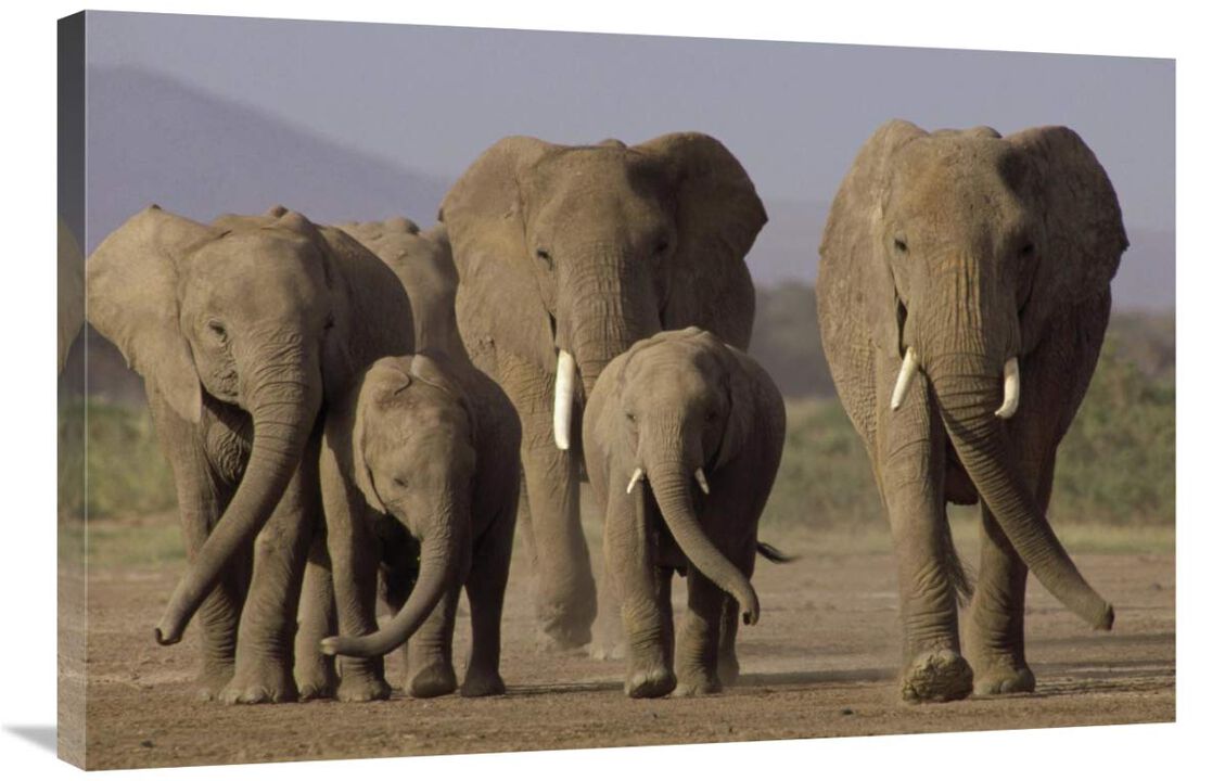 African Elephant herd with calves, Amboseli National Park, Kenya-Canvas Art-36x24