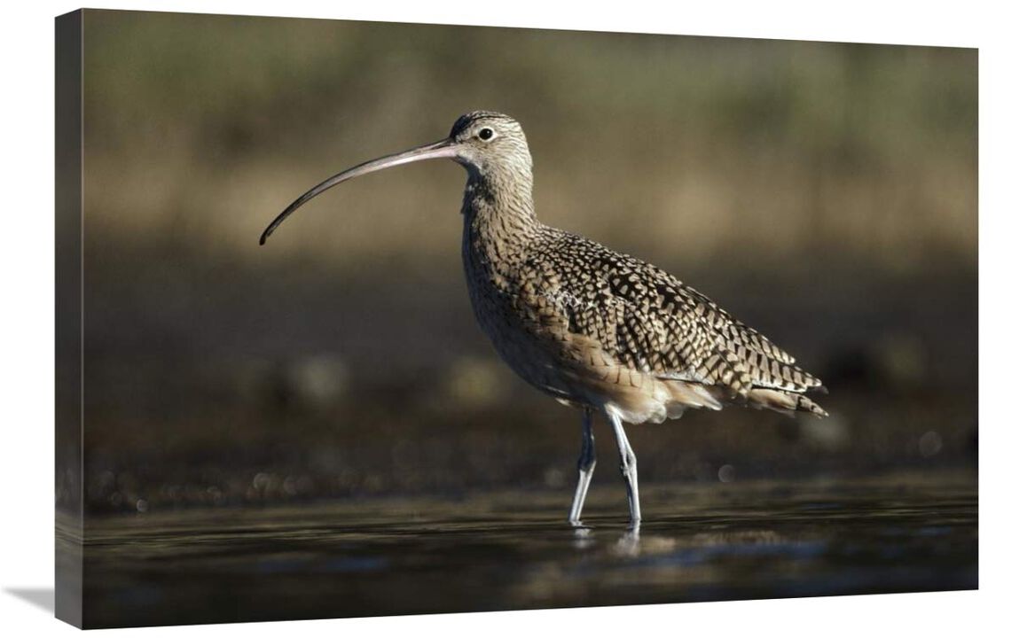 Long-billed Curlew wading, North America-Canvas Art-30x20