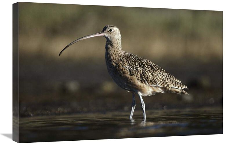 Long-billed Curlew wading, North America-Canvas Art-30x20