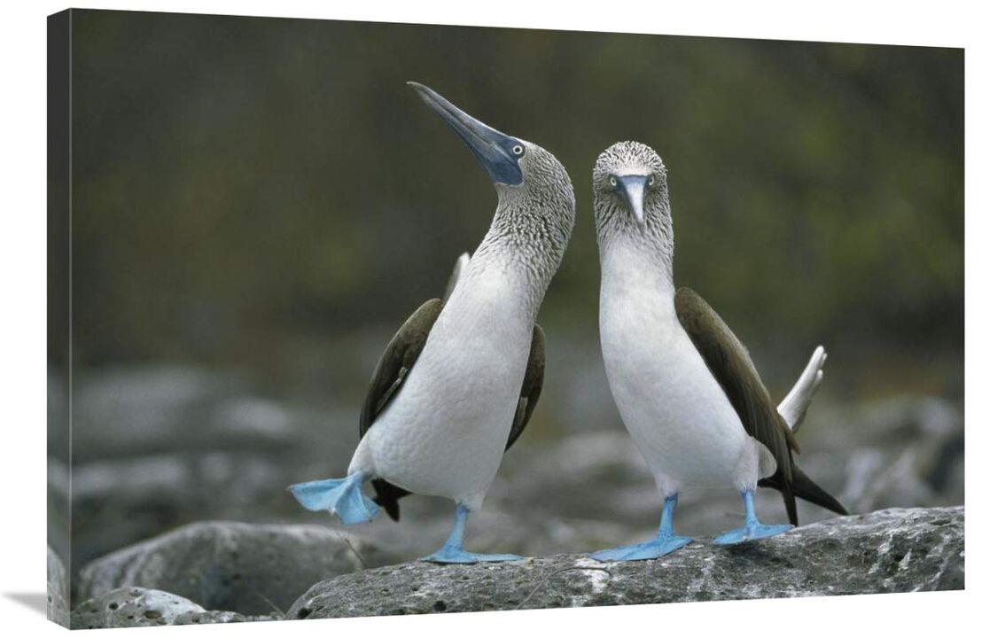 Blue-footed Boobies in courtship dance, Punta Cevallos, Galapagos Islands, Ecuador-Canvas Art-36x24