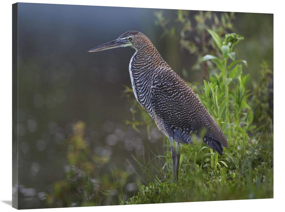 Bare-throated Tiger Heron portrait, Costa Rica-Canvas Art-40x30