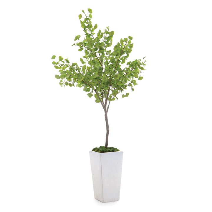 White Ginko