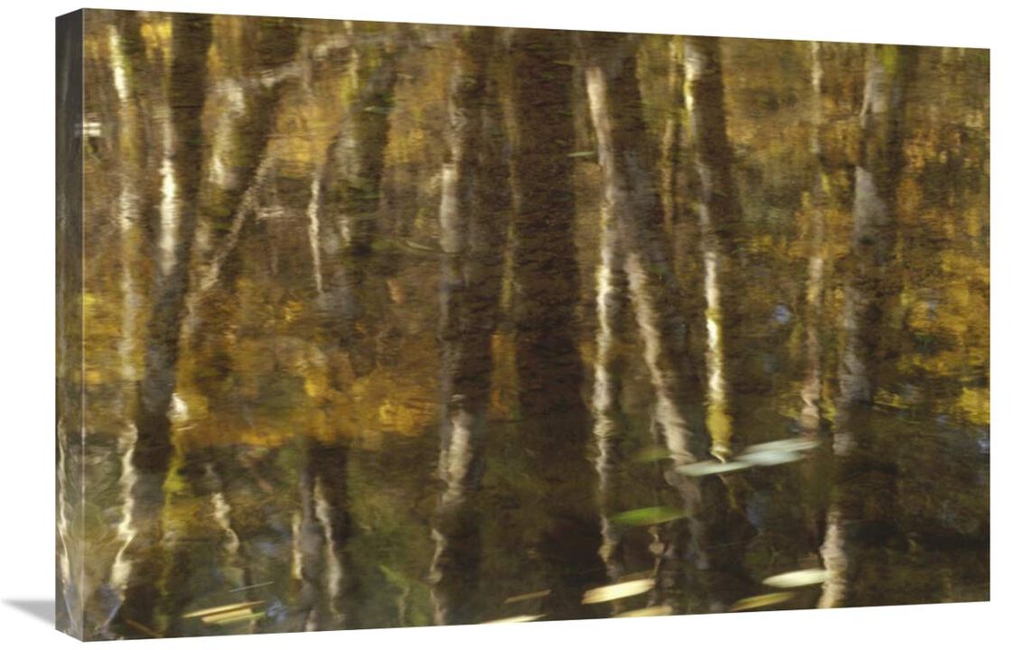 Reflection of Red Alder and Vine Maple in quiet waters of Upper Necanicum River, Oregon-Canvas Art-30x20