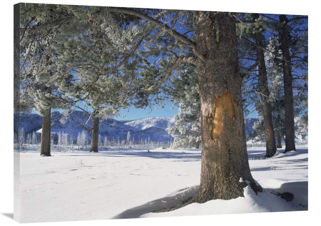 Winter in Yellowstone National Park, Wyoming-Canvas Art-40x30