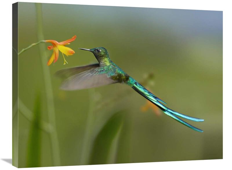 Long-tailed Sylph feeding on flower nectar, Jurong Bird Park, Singapore-Canvas Art-32x24