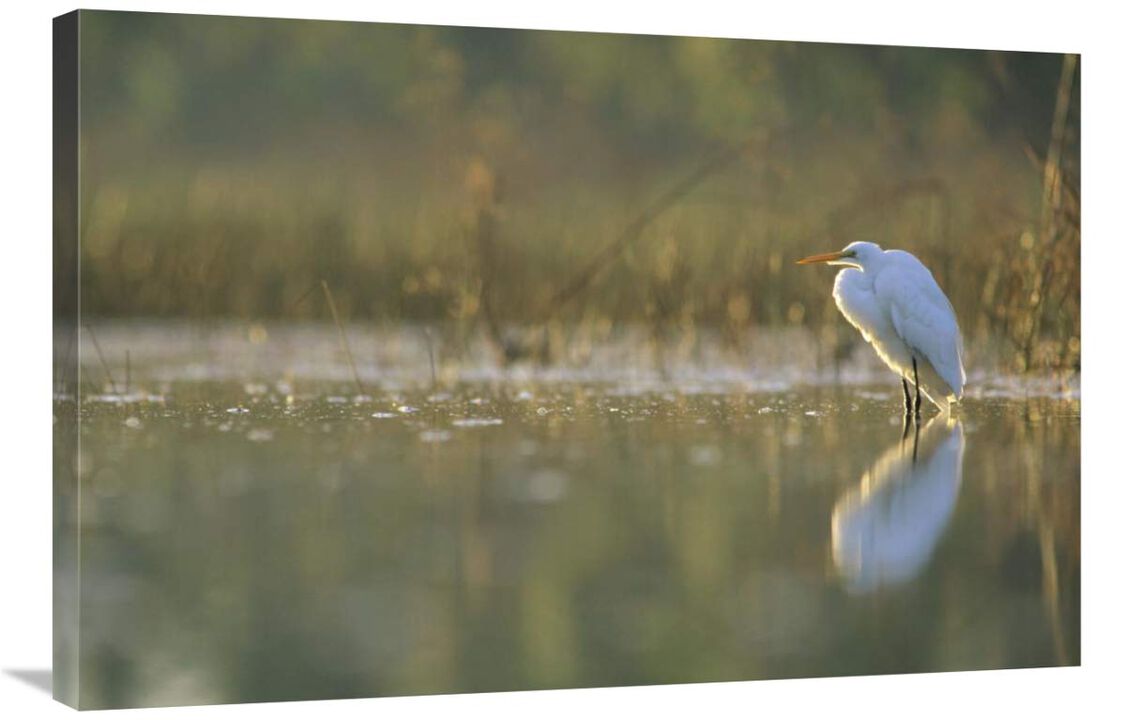Great Egret backlit in marsh at sunset, North America-Canvas Art-36x24