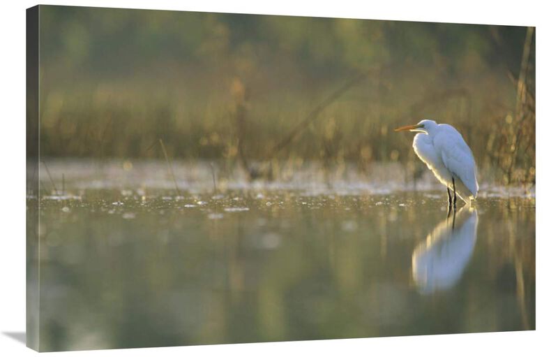 Great Egret backlit in marsh at sunset, North America-Canvas Art-36x24