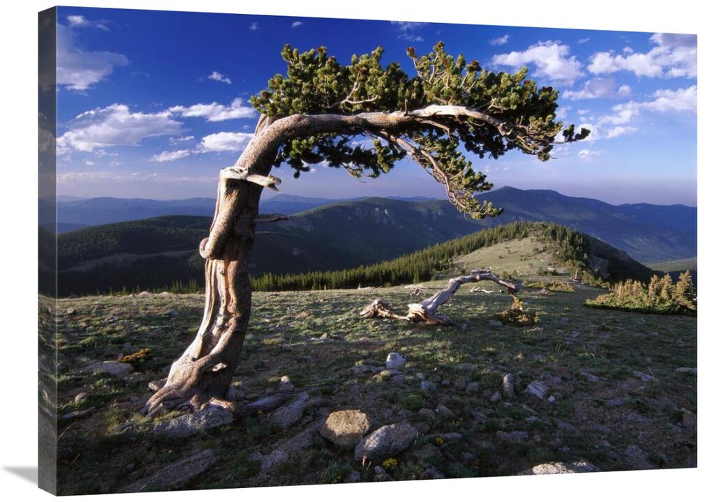 Bristlecone pine, Mt Evans, Colorado-Canvas Art-32x24
