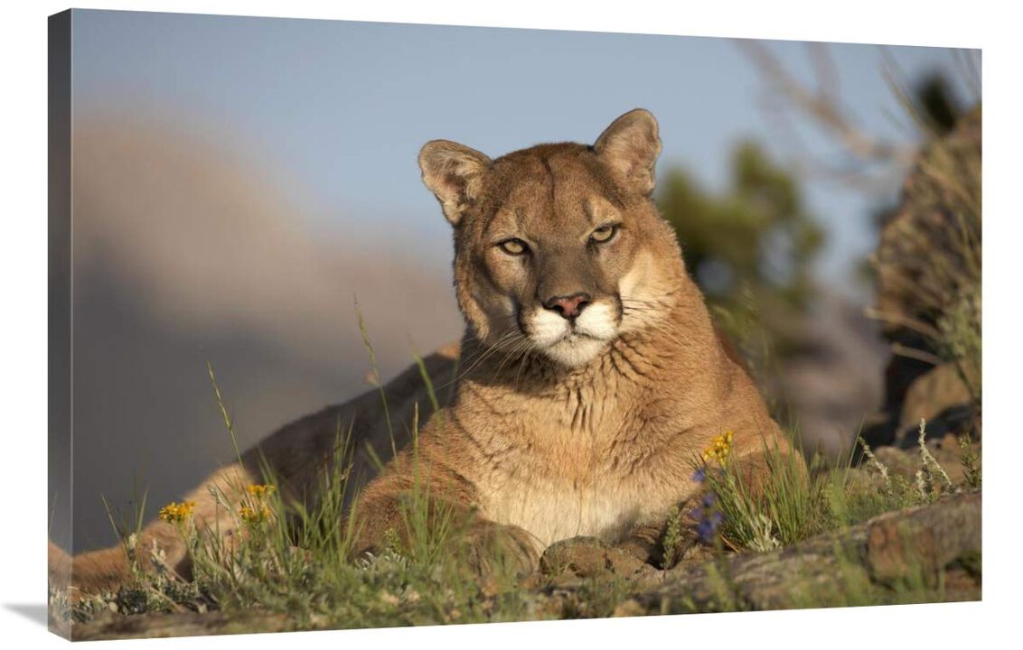 Mountain Lion portrait, North America-Canvas Art-36x24