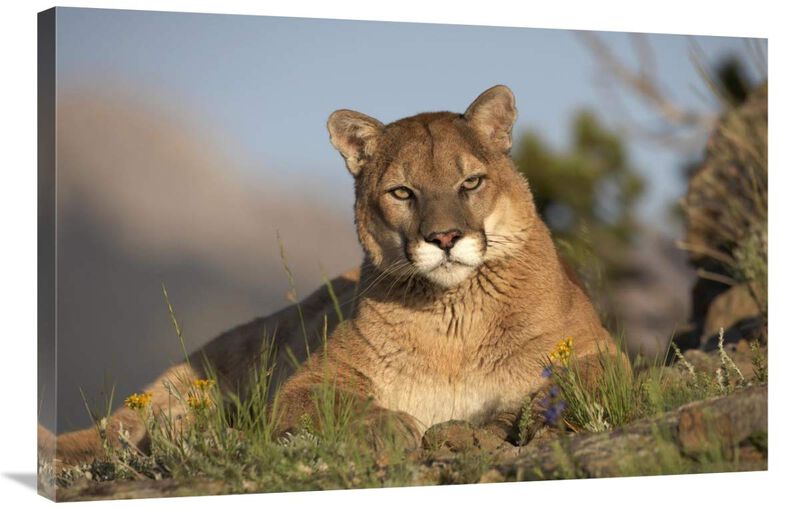 Mountain Lion portrait, North America-Canvas Art-36x24