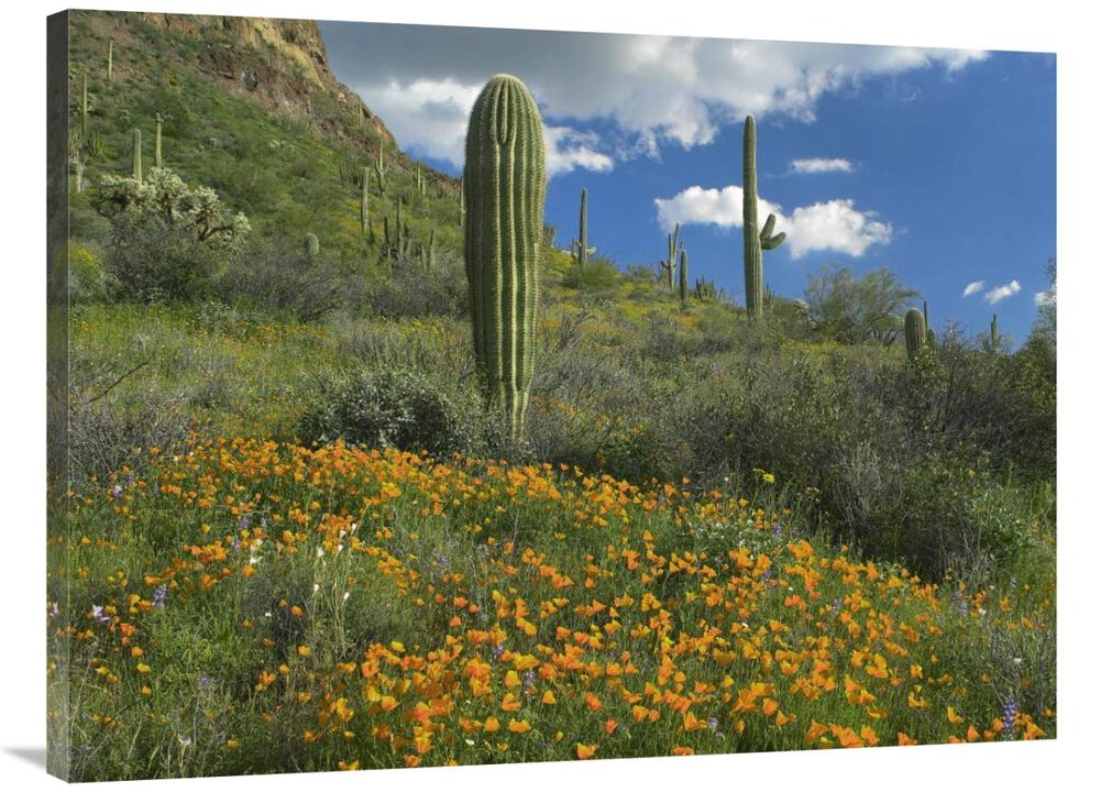 California Poppy and Saguaro cacti, Organ Pipe Cactus National Monument, Arizona-Canvas Art-40x30