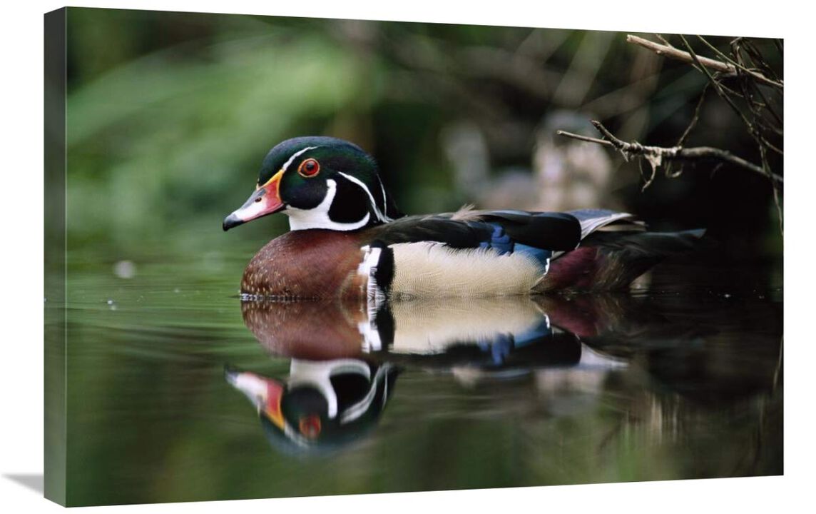 Wood Duck on water, British Columbia, Canada-Canvas Art-30x20