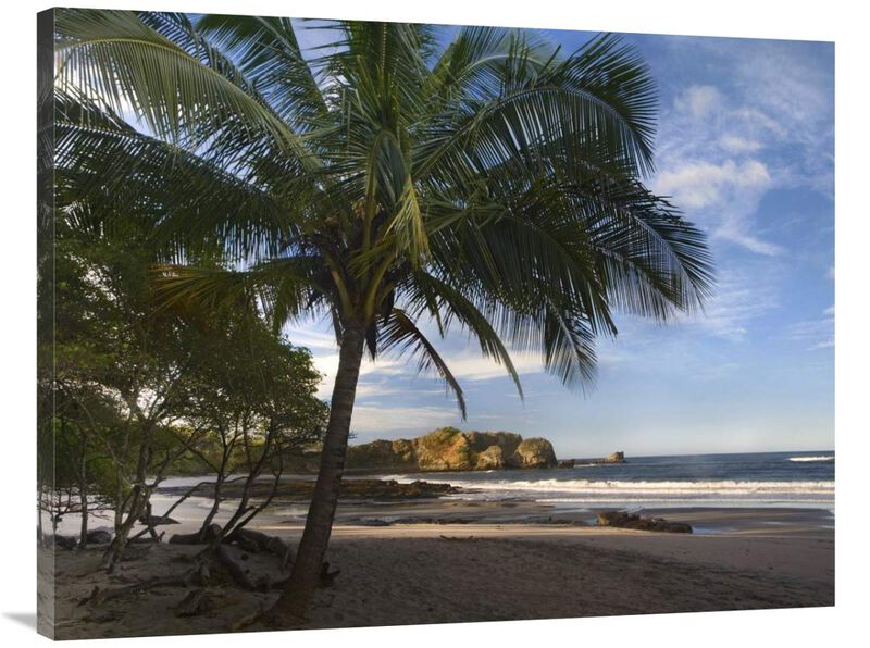 Palm trees line Pelada Beach, Costa Rica-Canvas Art-40x30