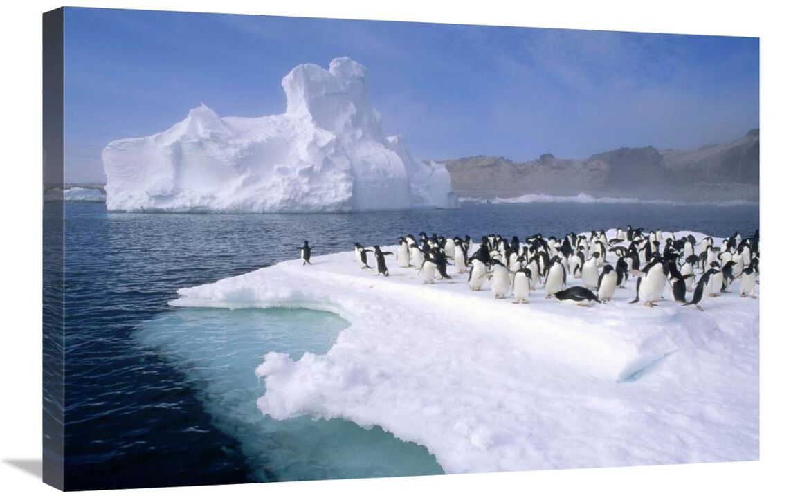 Adelie Penguin group crowding on melting summer ice floe, Possession Island, Ross Sea, Antarctica-Canvas Art-30x20