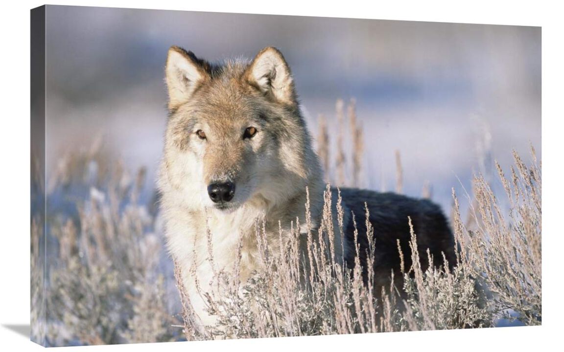 Timber Wolf portrait, North America-Canvas Art-30x20