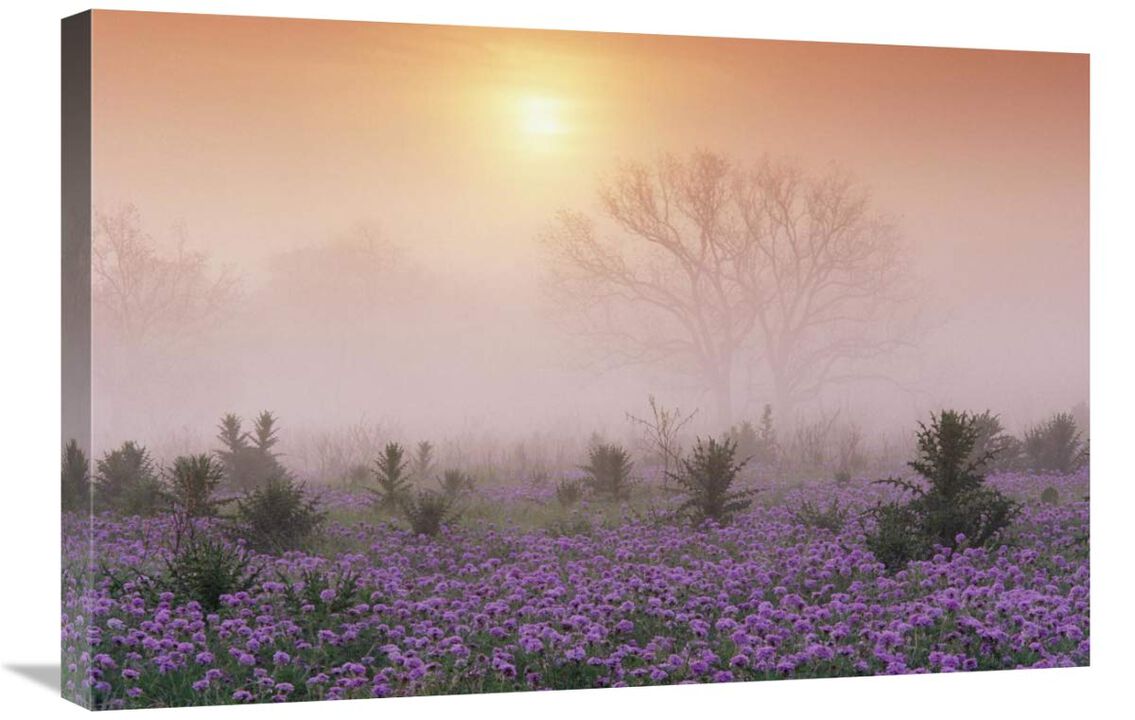 Sand Verbena foggy sunrise, Hill Country, Texas-Canvas Art-30x20