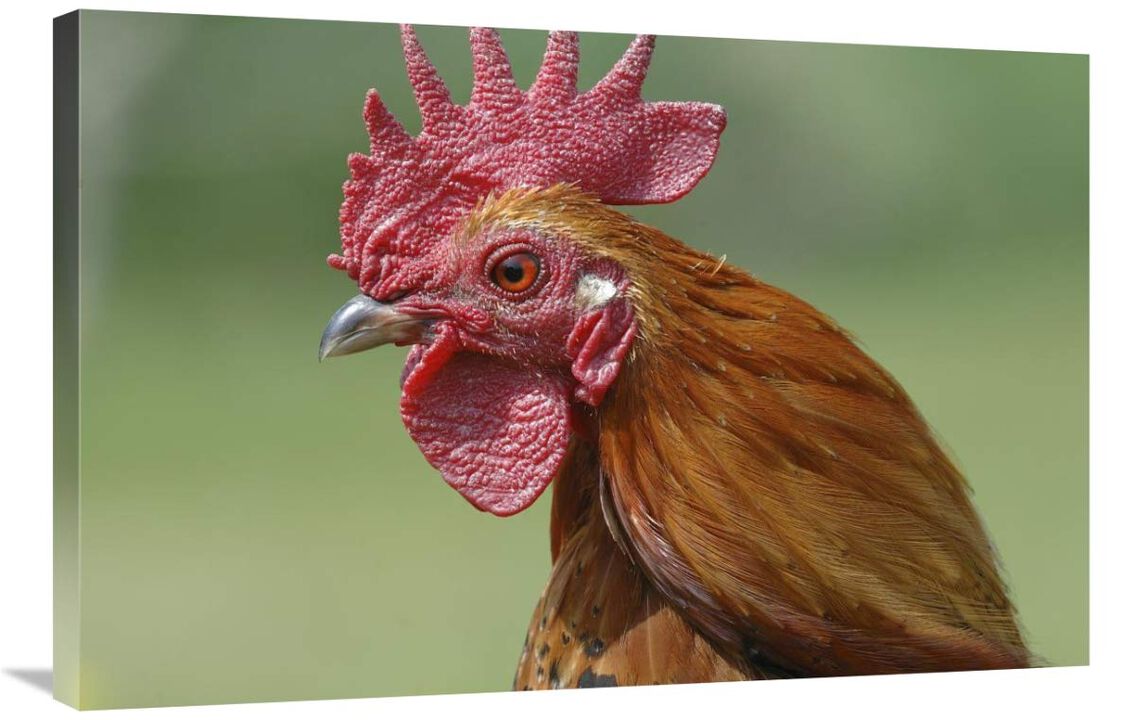 Portrait of a cockerel-Canvas Art-36x24