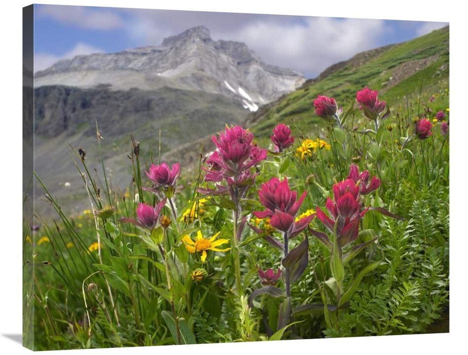 Paintbrush flowers, Yankee Boy Basin, Colorado-Canvas Art-35x28
