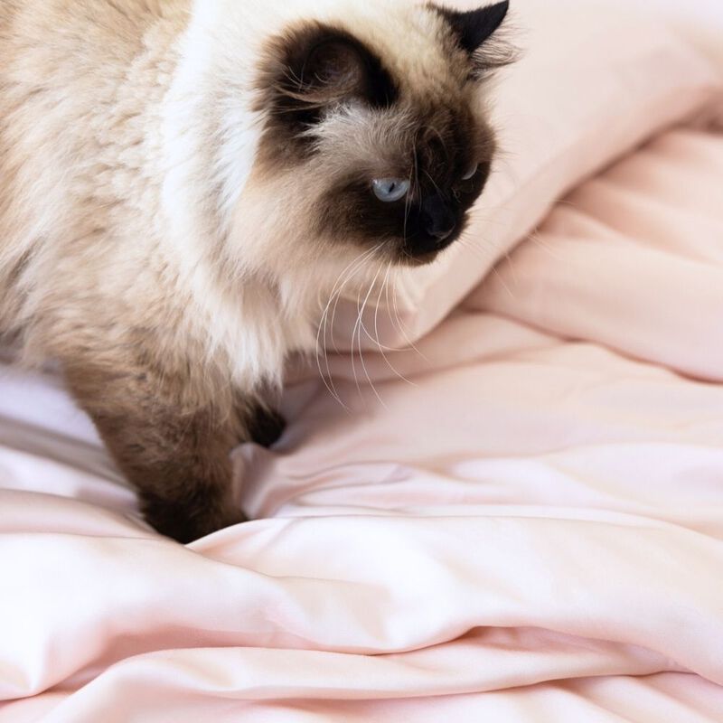 Organic Bamboo Sateen Duvet Cover Set