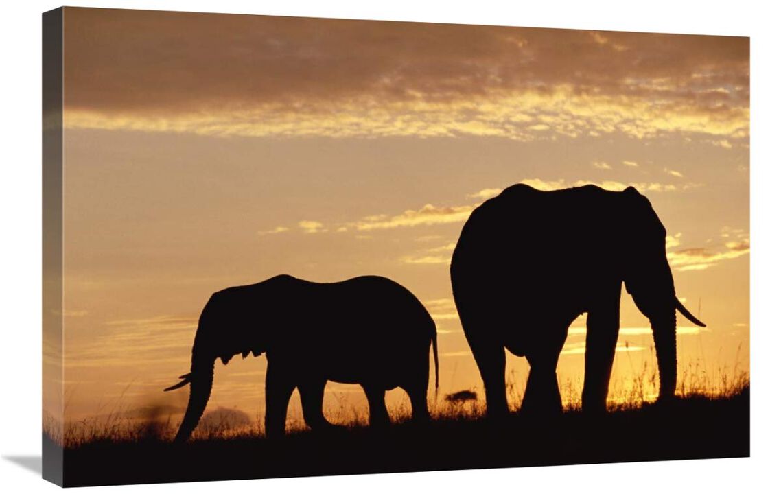 African Elephant mother and calf silhouetted at sunset, Kenya-Canvas Art-30x20
