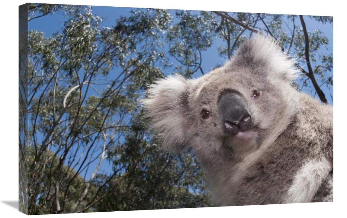 Koala in Gum Tree forest, Victoria, Australia-Canvas Art-30x20
