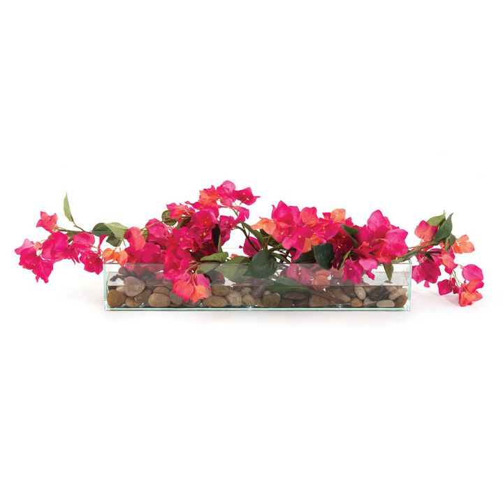 Lush Bougainvillea