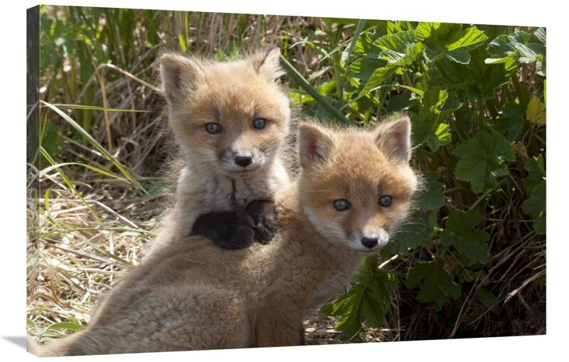 Red Fox kits playing, Katmai National Park, Alaska-Canvas Art-36x24