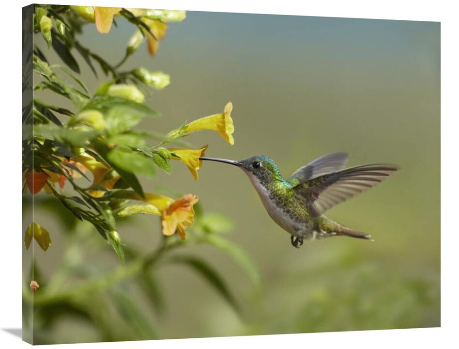 Andean Emerald hummingbird feeling on yellow flower, Ecuador-Canvas Art-35x28