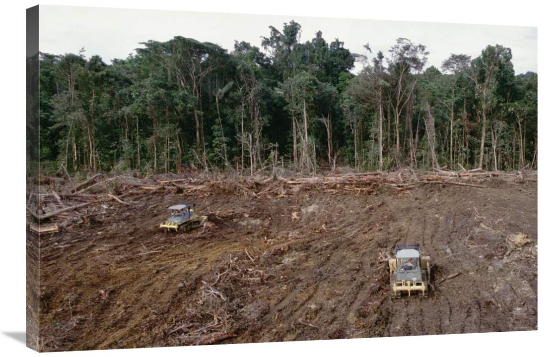 Clearing of tropical rainforest south of Lake Kutubu for Gobe oil camp, southern highlands, Papua New Guinea-Canvas Art-36x24