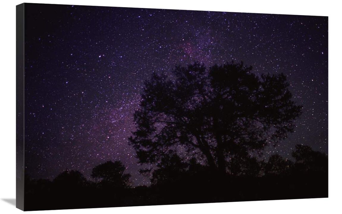 Starry sky with silhouetted Oak tree-Canvas Art-36x24
