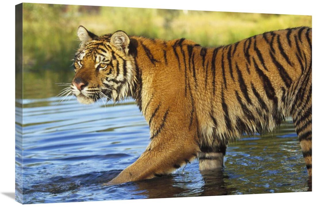 Siberian Tiger walking through a shallow river, Asia-Canvas Art-36x24