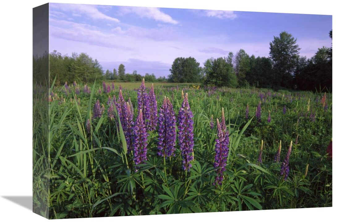 Lupine in meadow near crescent beach, British Columbia, Canada-Canvas Art-16x12