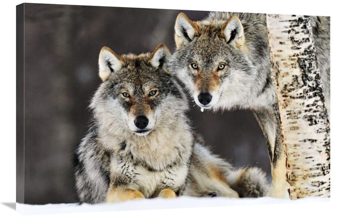 Gray Wolf pair in the snow, Norway-Canvas Art-36x24
