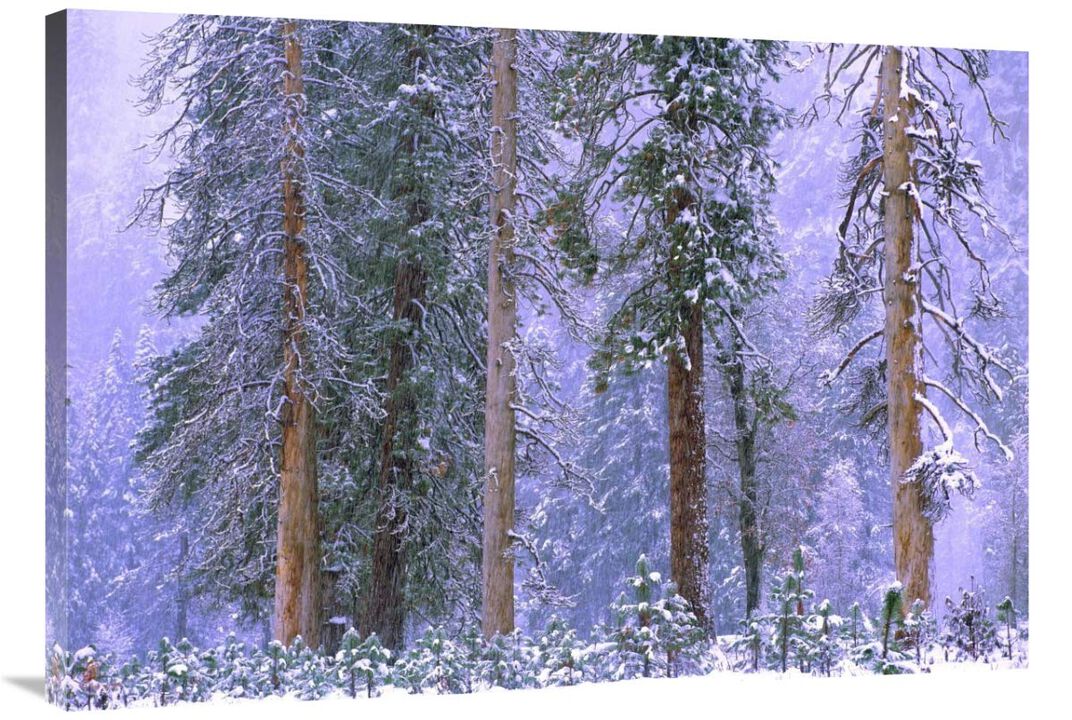 Winter in Yosemite National Park, California-Canvas Art-40x28