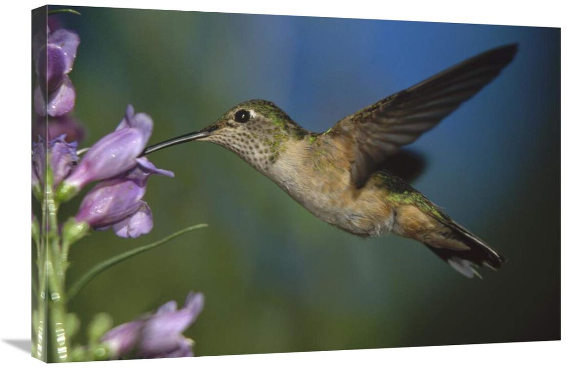 Broad-tailed Hummingbird feeding on the nectar of a Desert Penstemon flower, New Mexico-Canvas Art-30x20