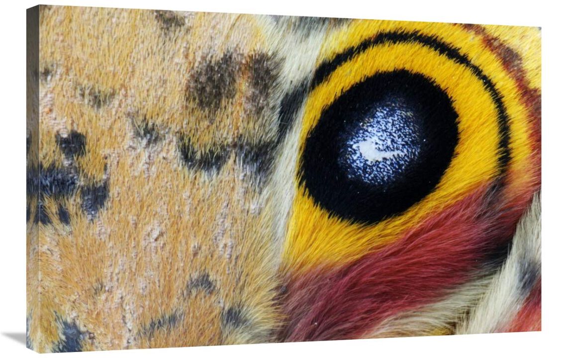 Io Moth Wing with Eye-spot, Texas-Canvas Art-36x24