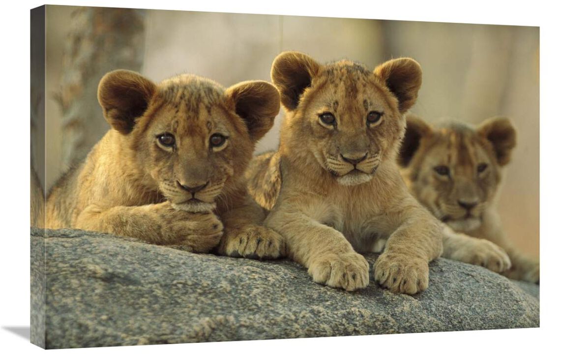 African Lion three cubs resting on a rock, Hwange National Park, Zimbabwe-Canvas Art-30x20