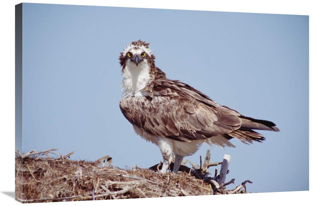 Osprey adult perching on nest, Baja California, Mexico-Canvas Art-36x24