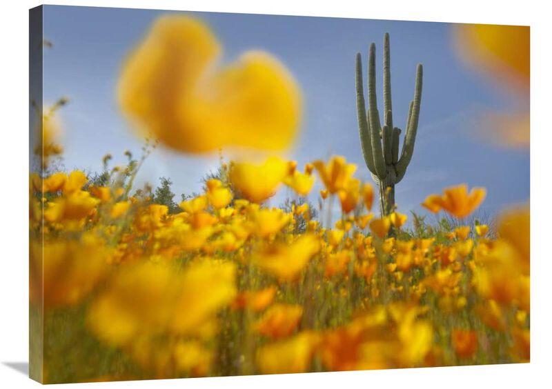 Saguaro cactus and California Poppy field at Gonzales Pass, Tonto National Forest, Arizona-Canvas Art-32x24
