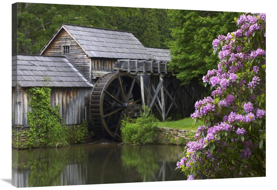 Rhododendron blossoming at Mabry Mill, Blue Ridge Parkway, Virginia-Canvas Art-40x28.4